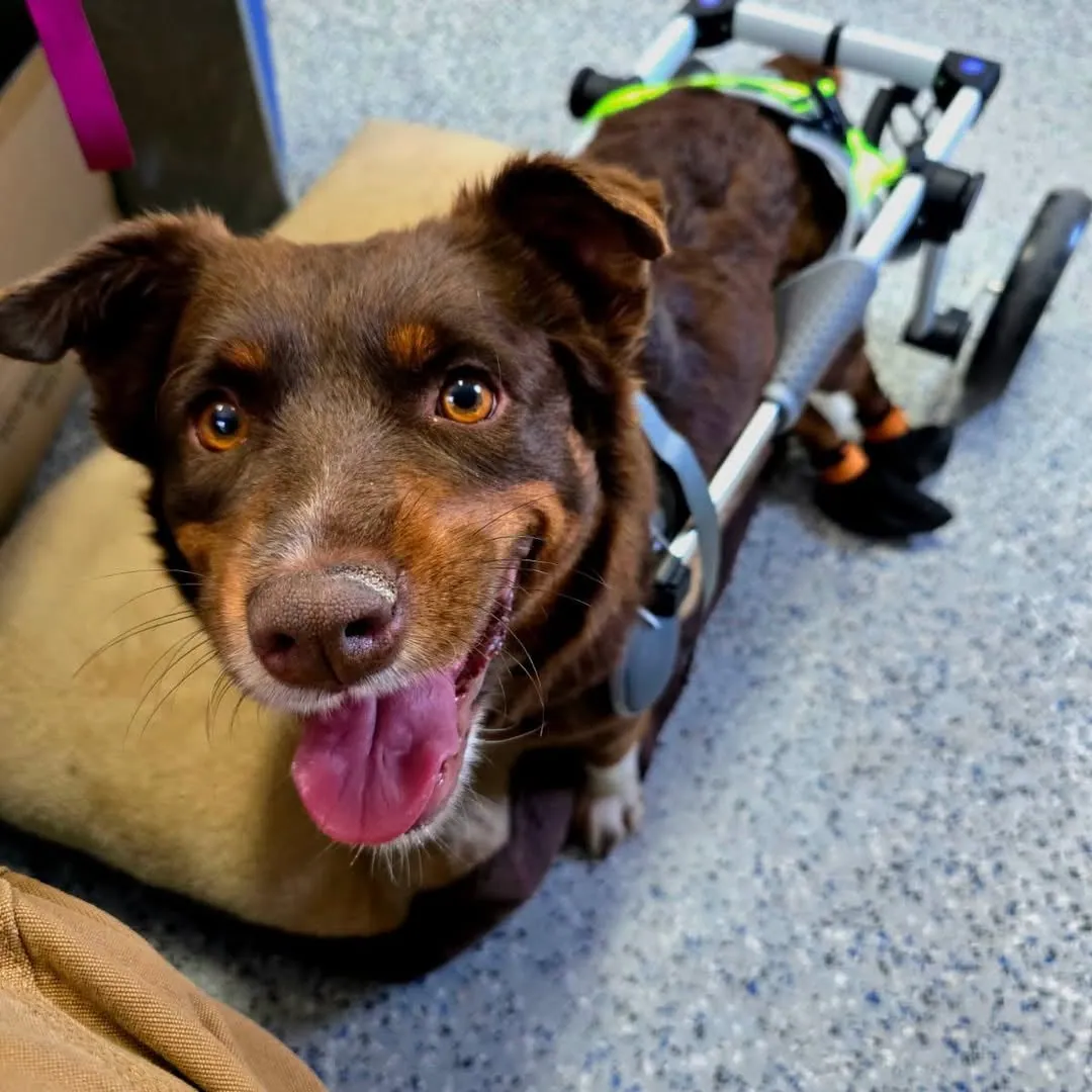 The dog who wasn't supposed to walk is running now