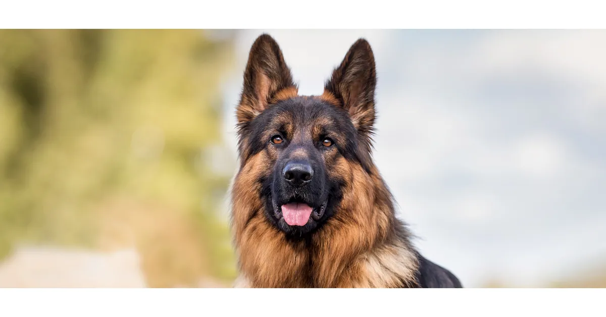 Your pandemic puppy is hitting middle age — and most of us aren't ready