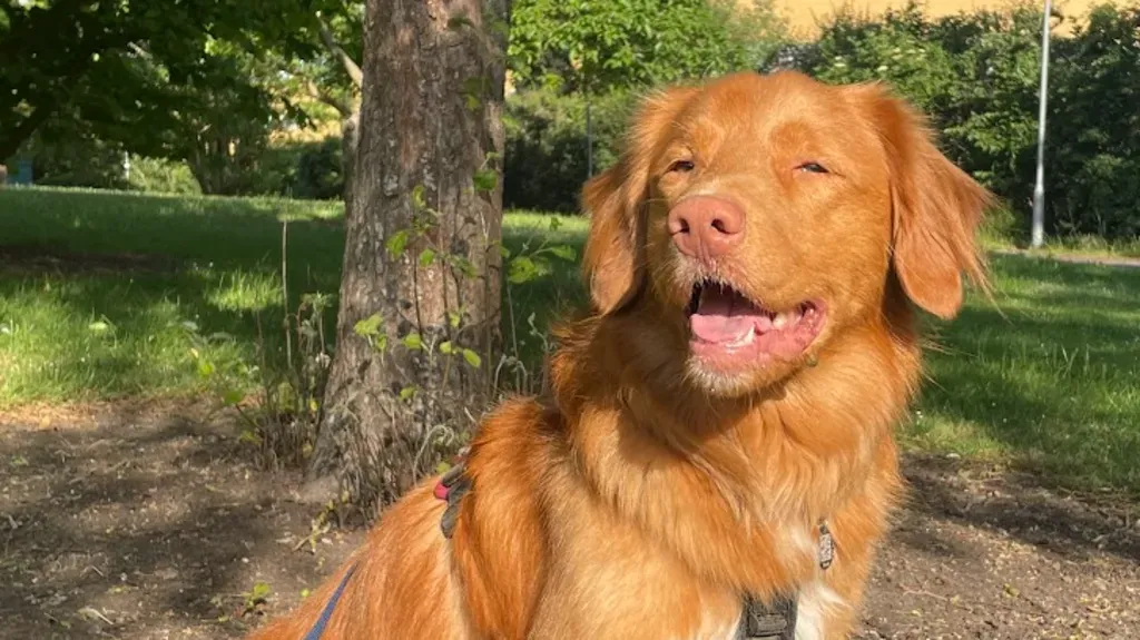 The school dog who sits in on GCSE maths exams