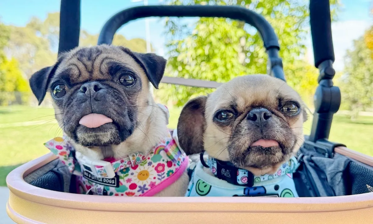 Fifteen years, one injection, and a pug named Pugtato who can finally breathe