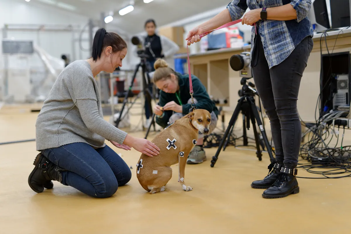 How three-legged dogs actually prefer to move