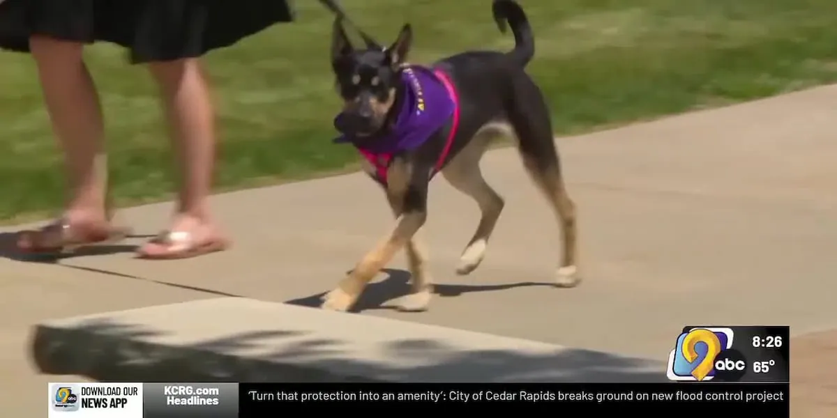 The dog who crashed a graduation — and earned every second of it