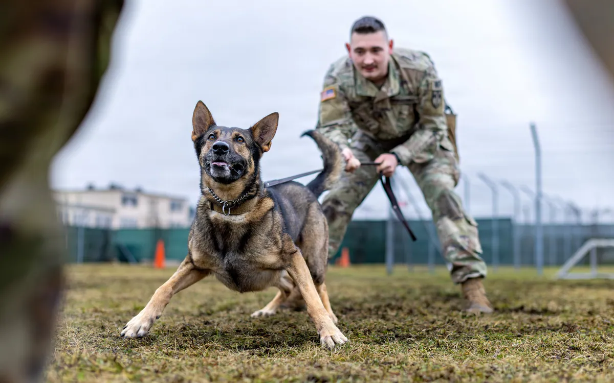 The Pentagon names its new battlefield-medicine program after dogs