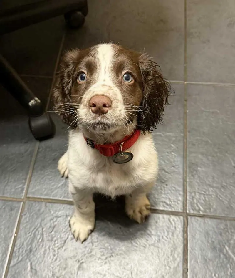 River makes history: the UK's most ambitious dog study just hit 10,000 puppies