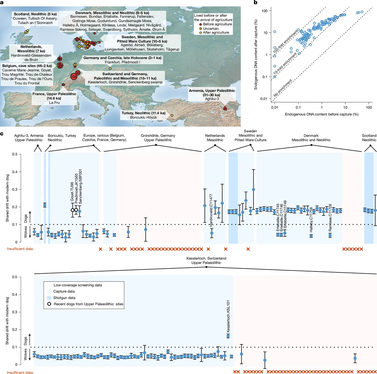 14,200 years ago, a dog walked with people through the Ice Age. Its genome is in your dog