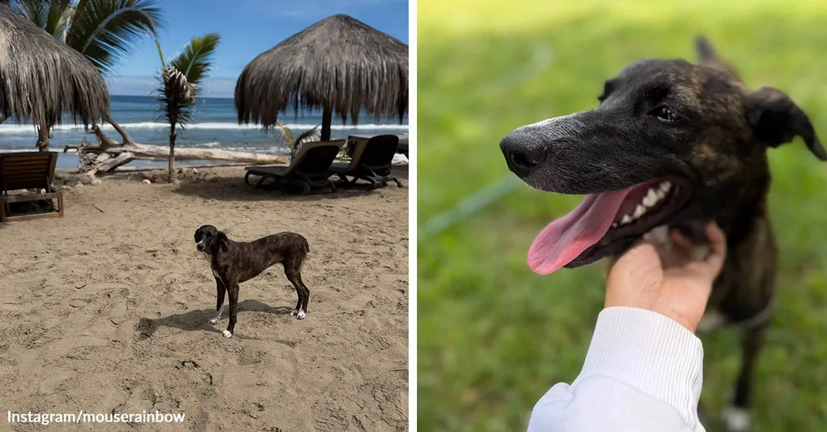 The dog who was drinking salt water when the right people finally stopped