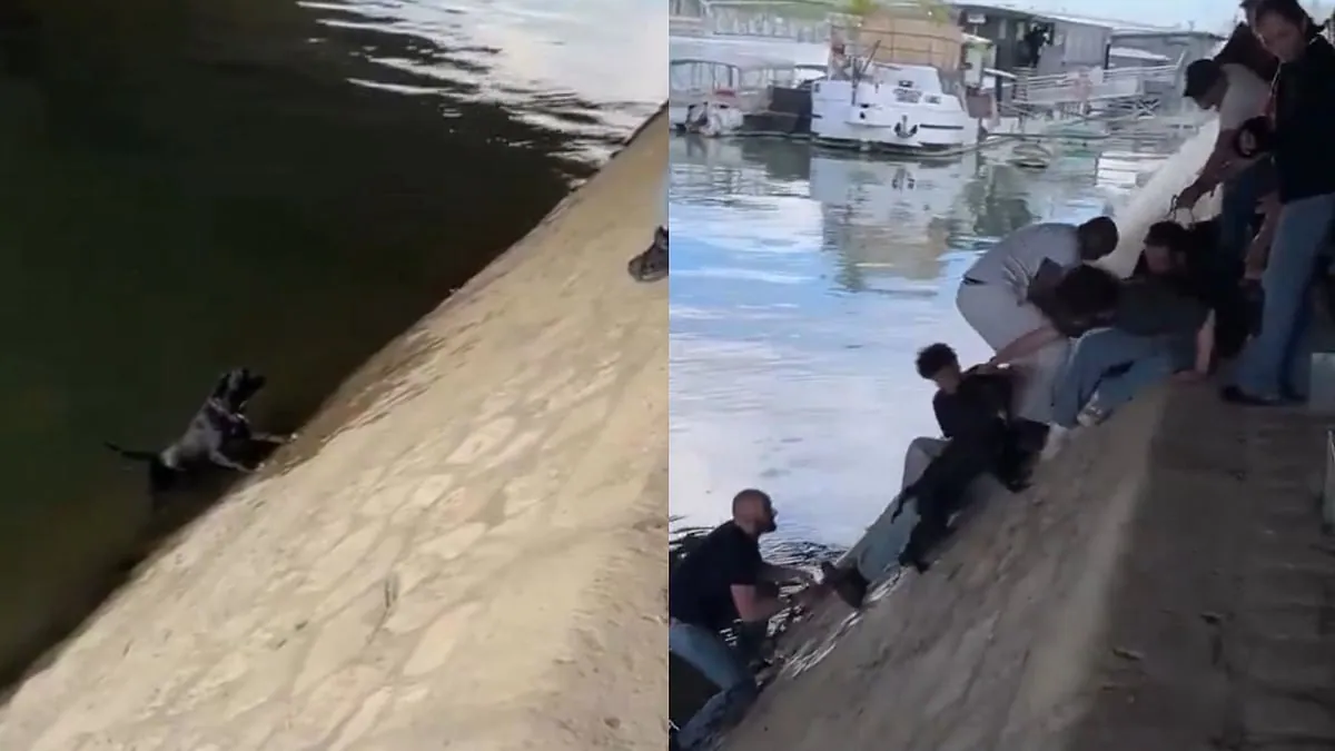 Strangers formed a human chain to save a dog from the Seine
