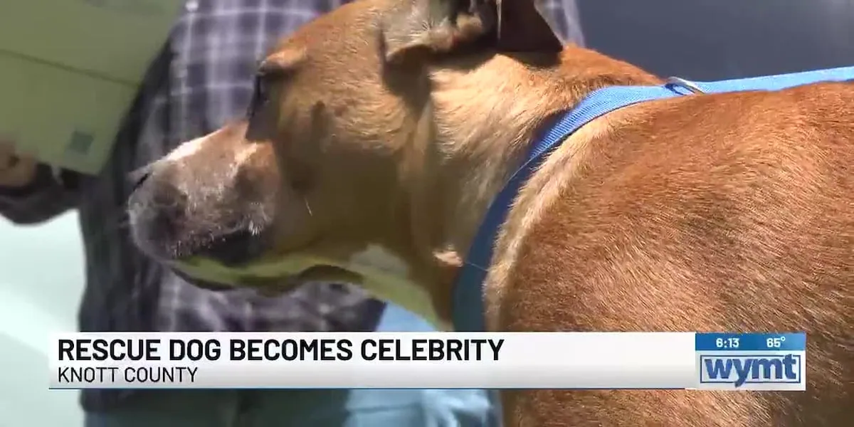 The dog who spins for the trash truck, and what his joy is really about