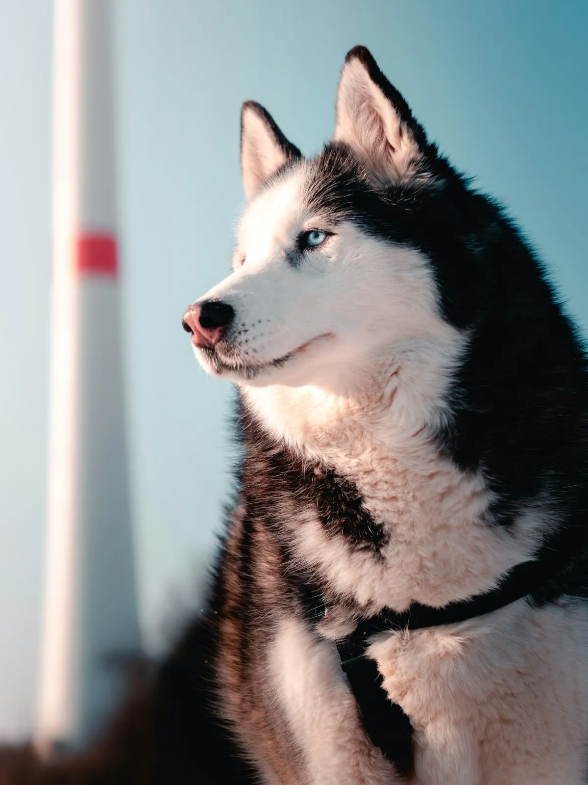 Researchers watched 837 therapy sessions to ask whether the dogs were actually okay