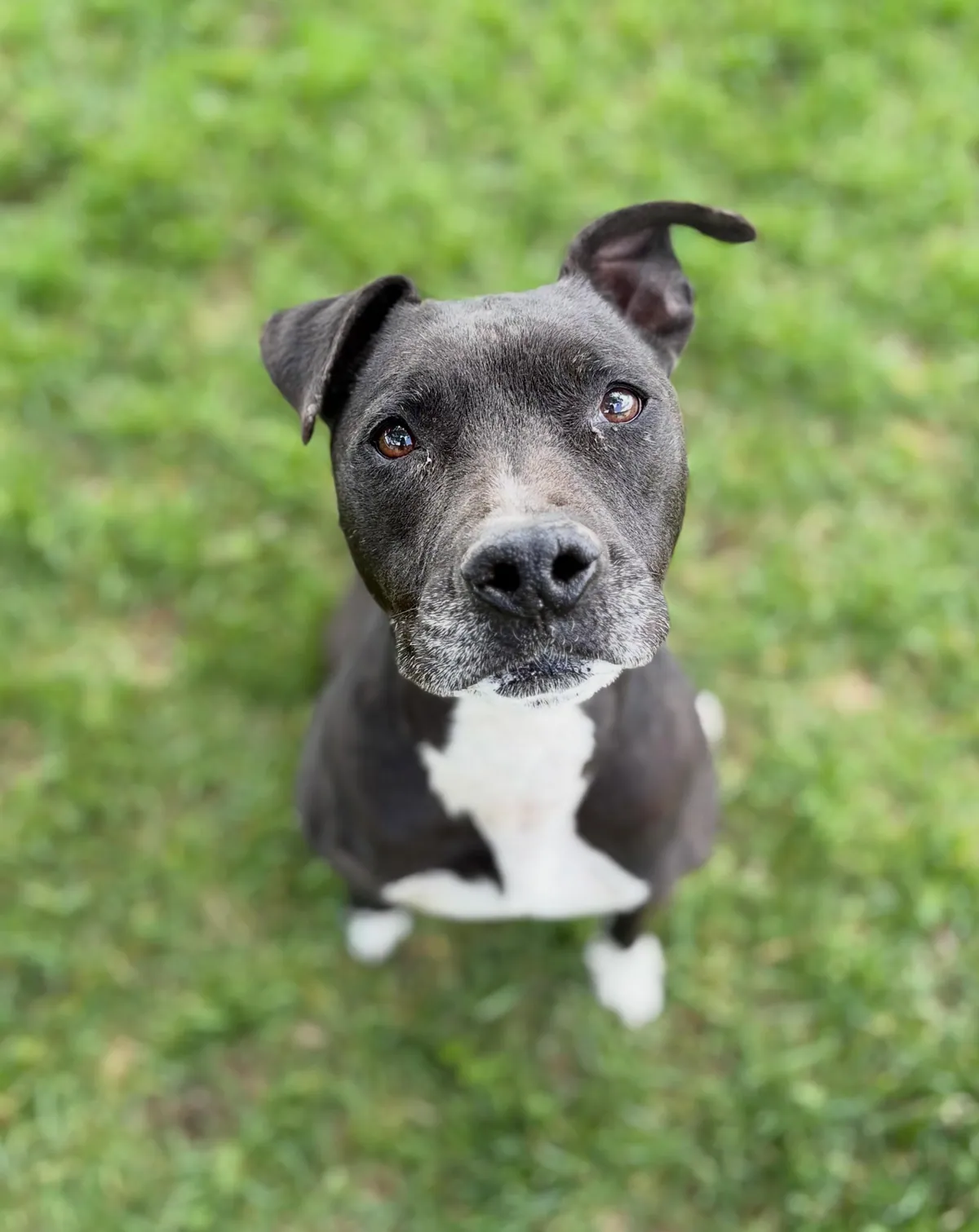 She surrendered her service dog. Two years later, a stranger brought them back.