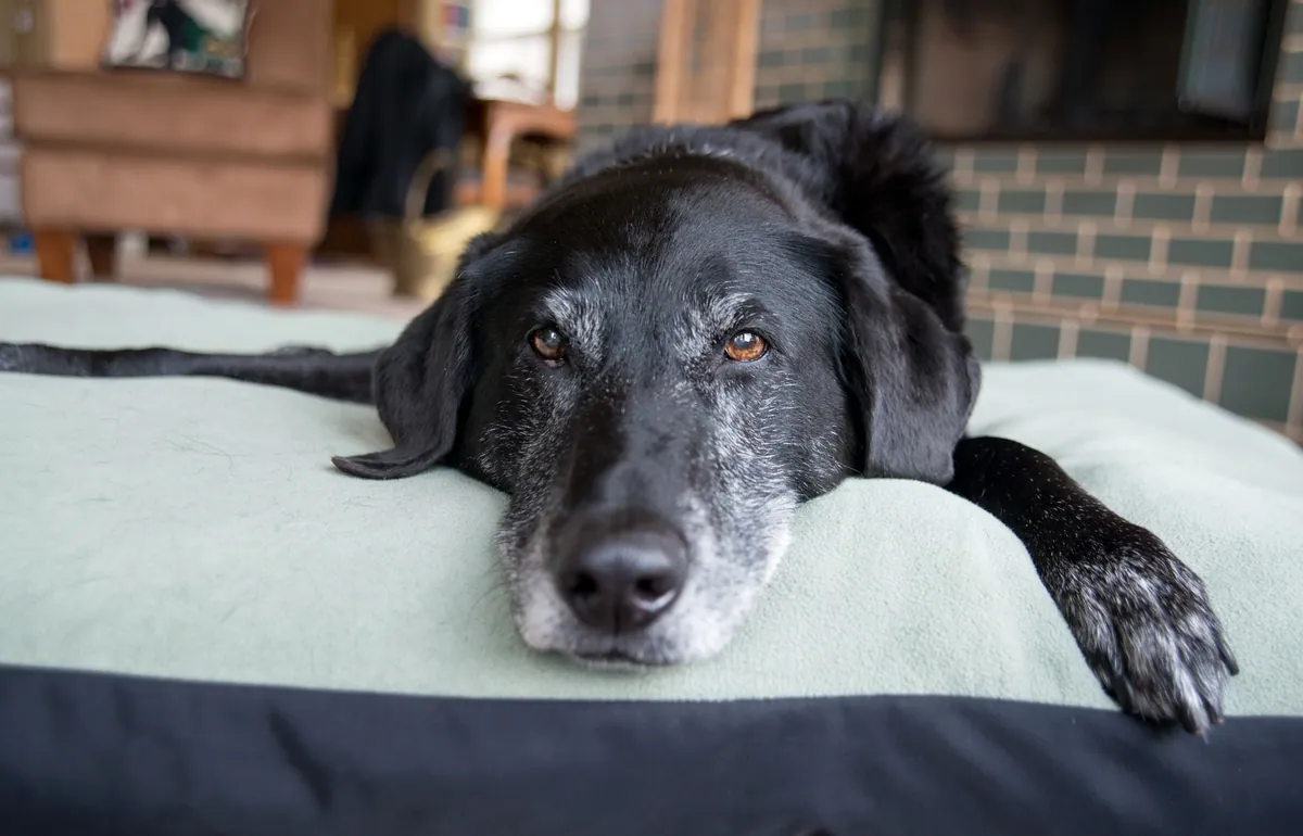 Your aging dog might help crack one of medicine's hardest questions