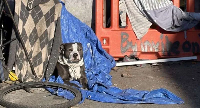 The disease that swept 200 LA dogs, and the vaccine that would have stopped it