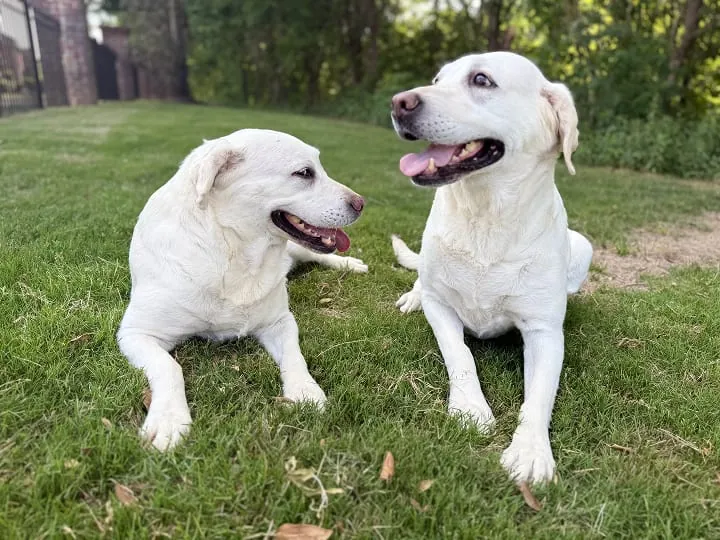 Two rescue labs from Kentucky ended up in the same Tennessee home. A DNA test revealed why they'd always chosen the same bed