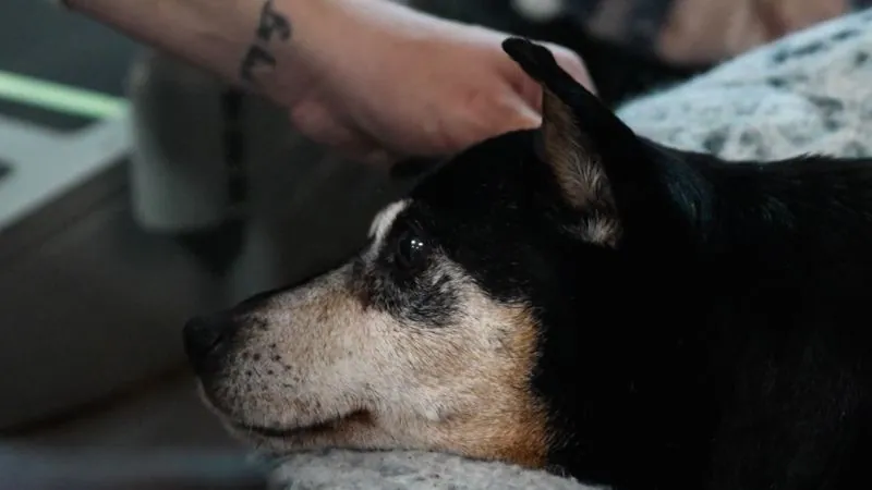 The Rhode Island rescue giving senior dogs their best last chapter