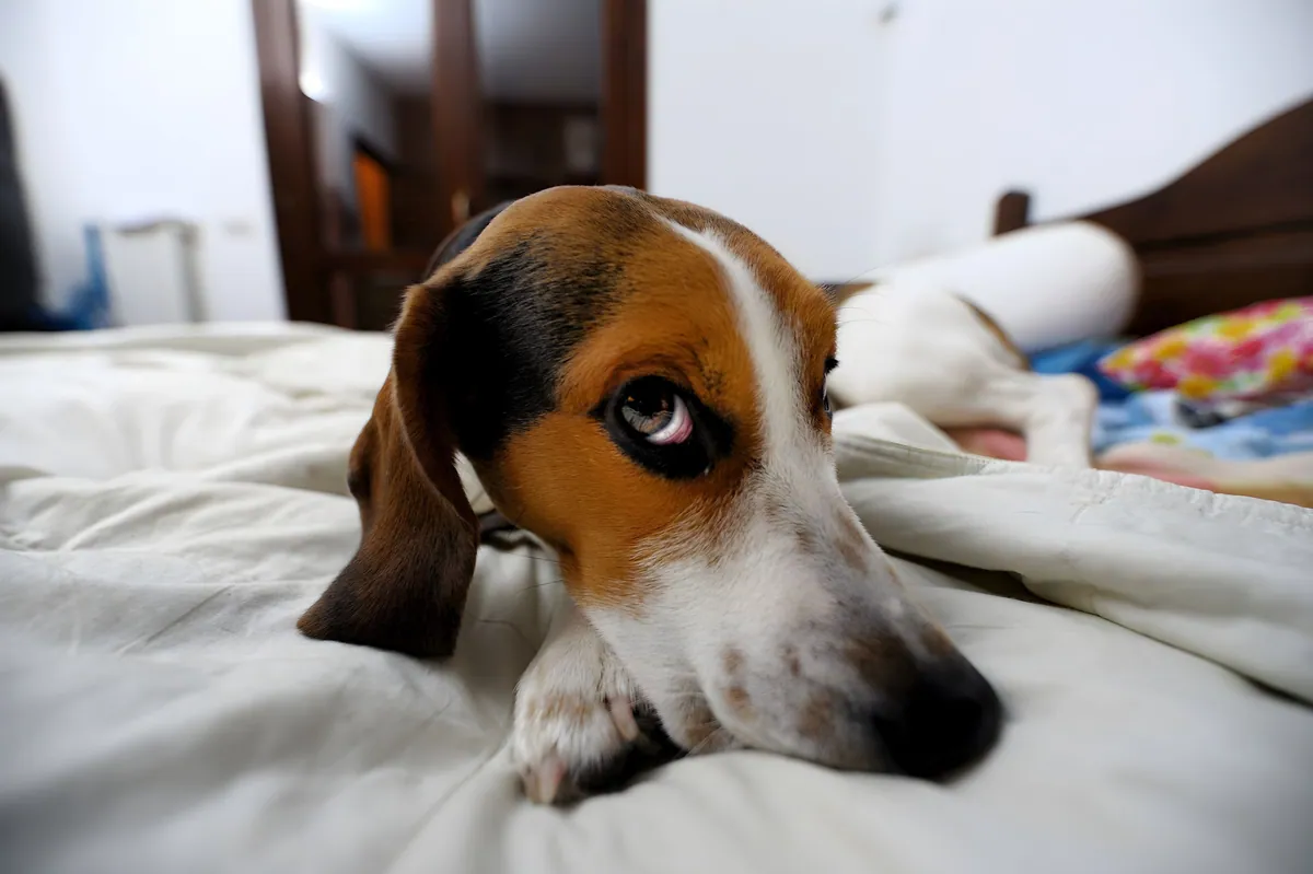More than 8 in 10 dogs live with fear — and most owners never mention it