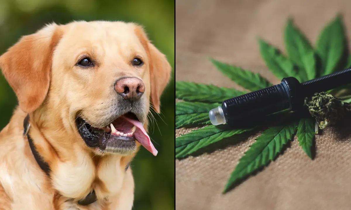 What the first systematic review of CBD and canine cancer actually found
