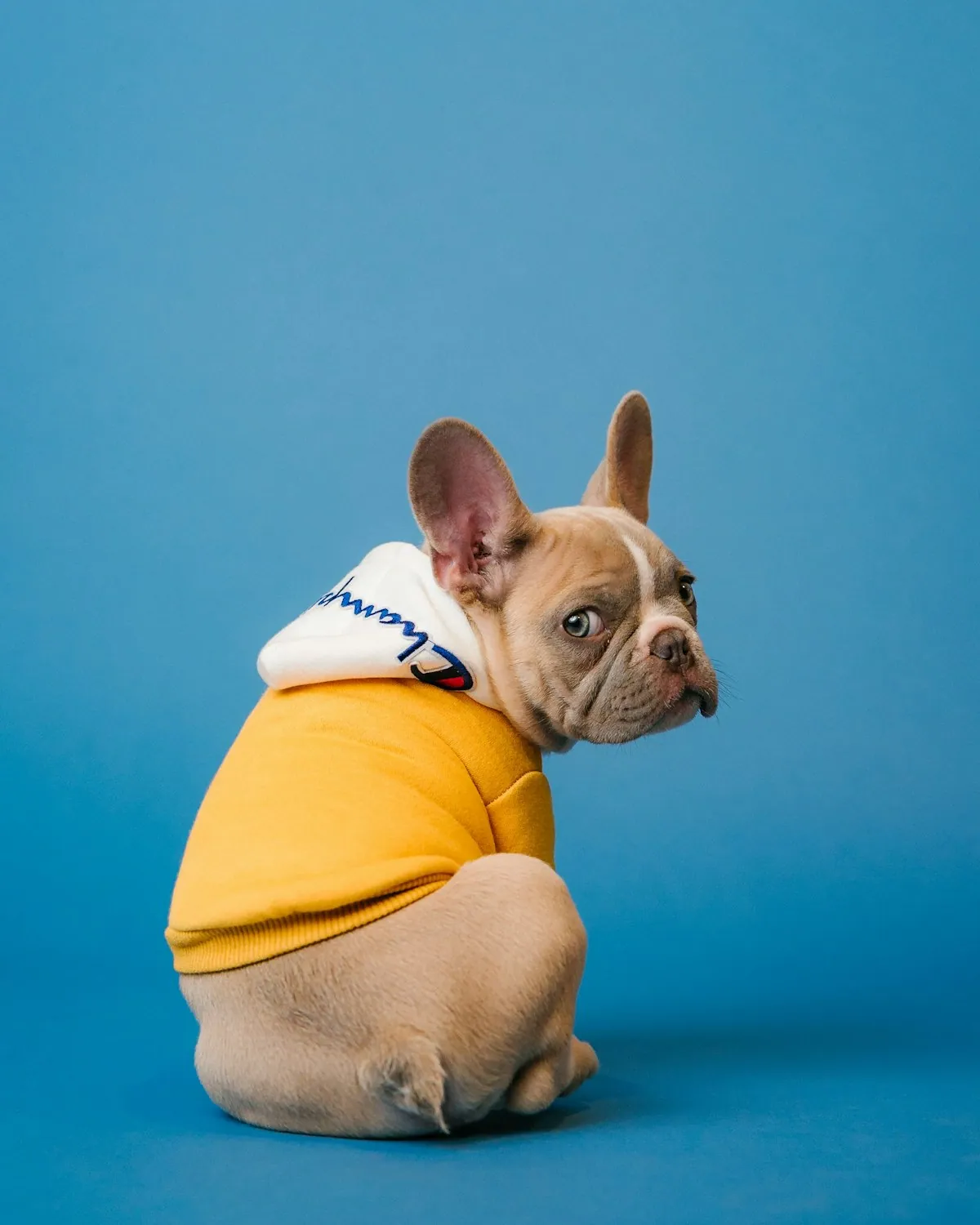 Seven dogs just outperformed most cancer screening programs in a Phase II trial