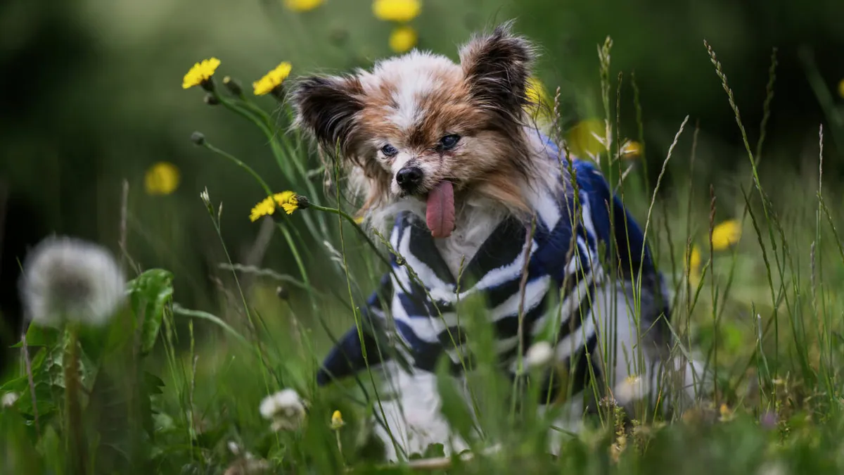 Thirty years of being a very good dog