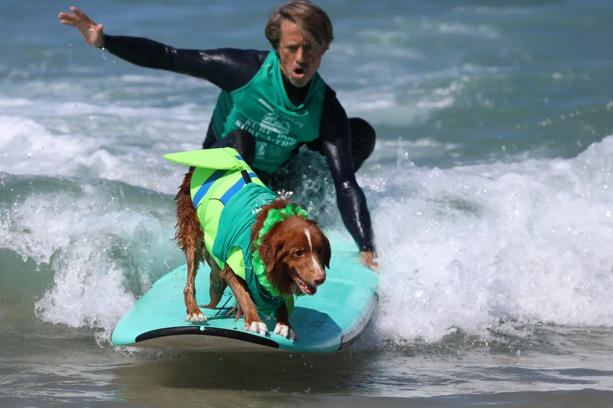 The scientists tracking 55,000 dogs have pinpointed the 20–30% of lifespan that you control