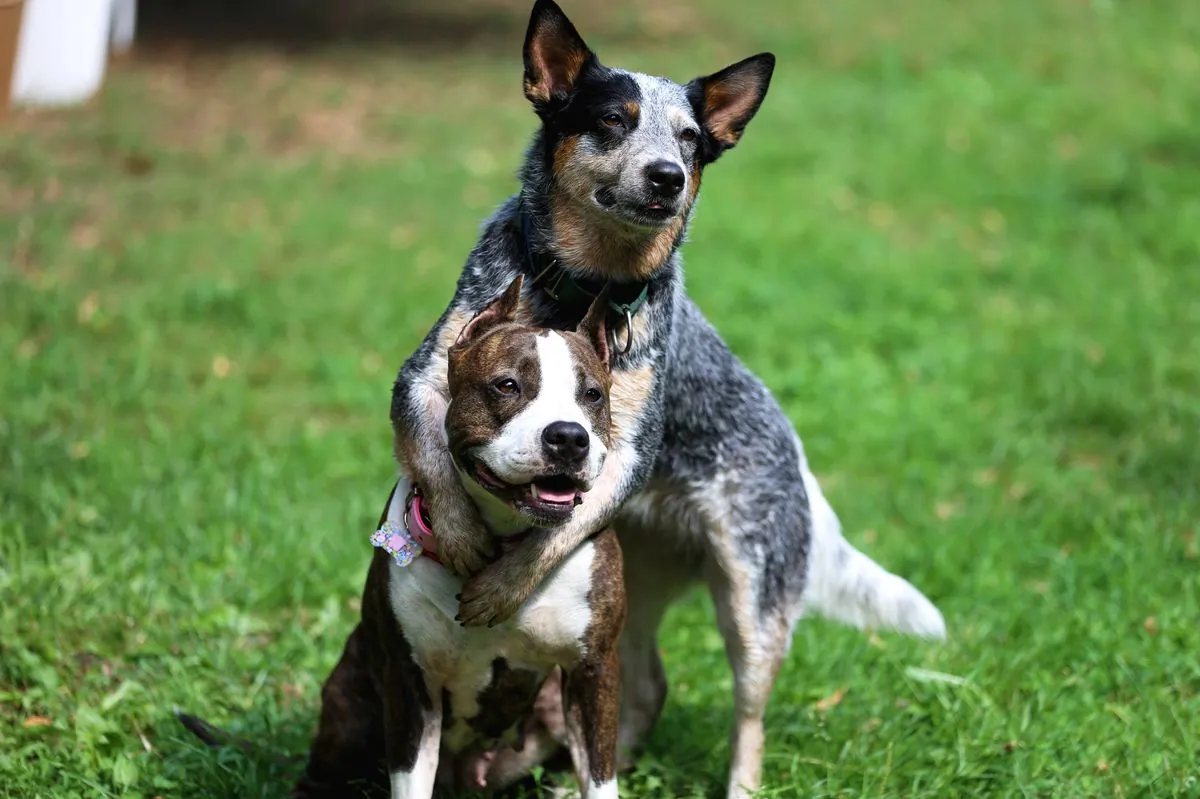 Abandoned together, adopted apart, reunited at a dog park