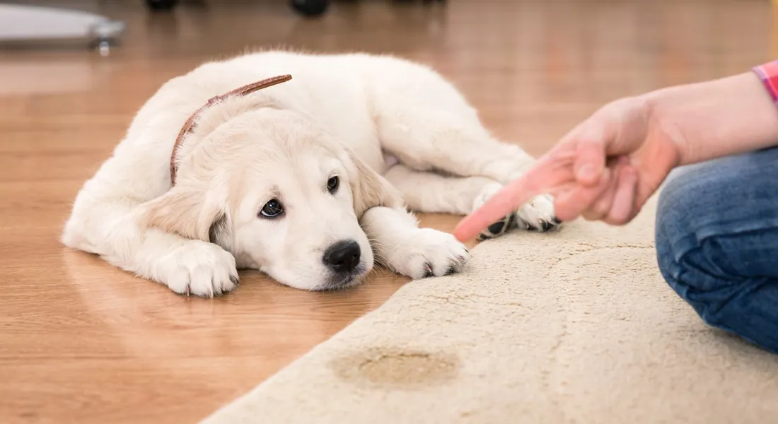 What your dog training method reveals about how you see your dog