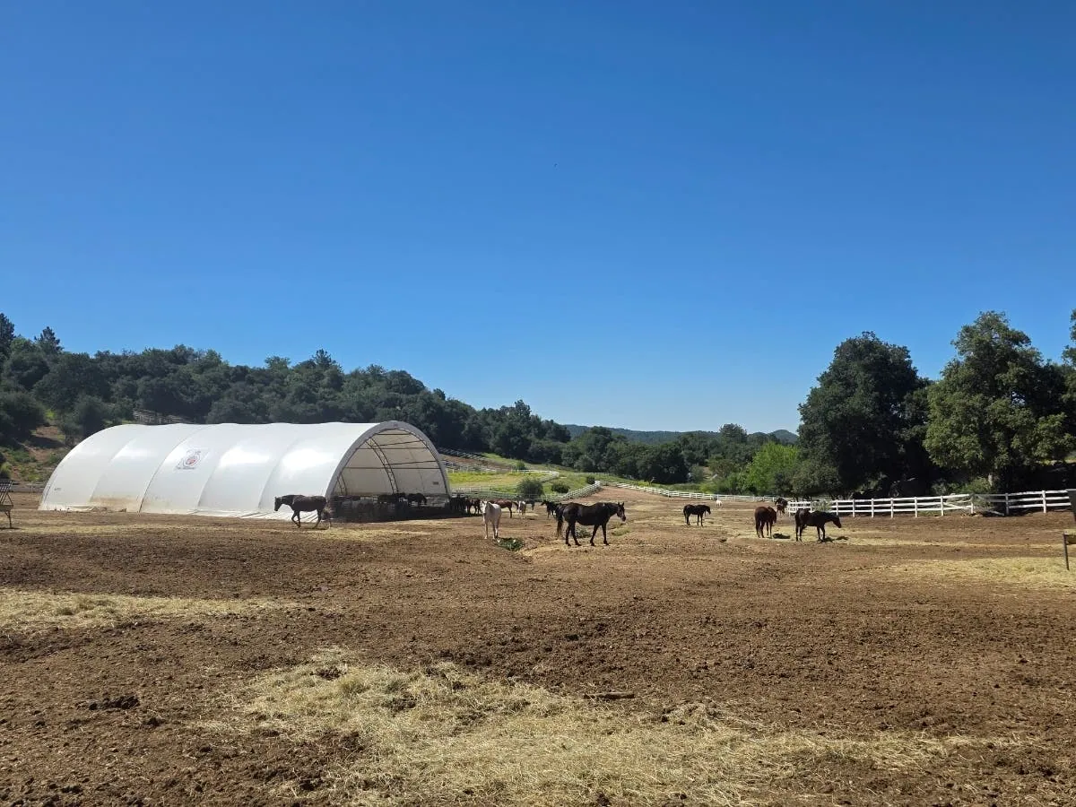 700 animals, one broken promise, and the biggest rescue San Diego has ever seen