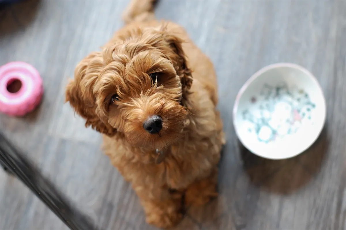 The 'best of both worlds' claim just got complicated for cockapoos and labradoodles