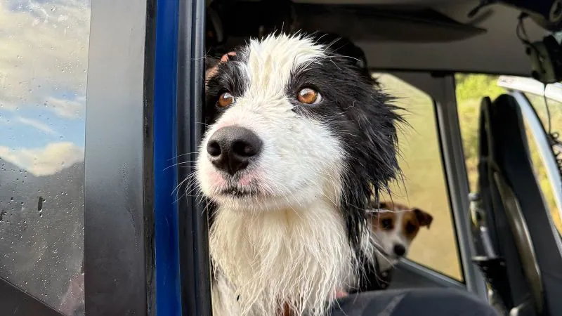 One week alone in the New Zealand wilderness: the border collie who waited
