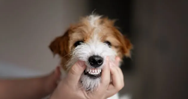 Scientists sprayed molasses into 10 dogs' mouths. An hour later, their breath was gone