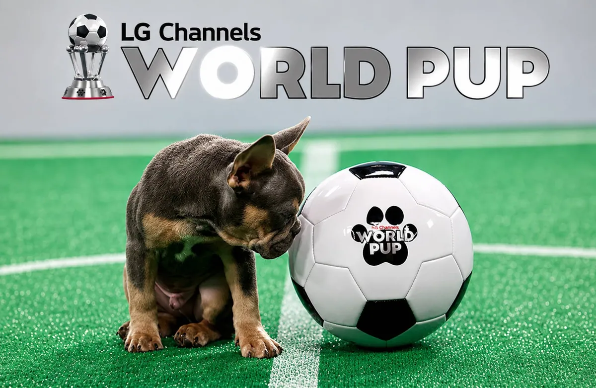 48 rescue puppies became soccer stars, and every one needs a home