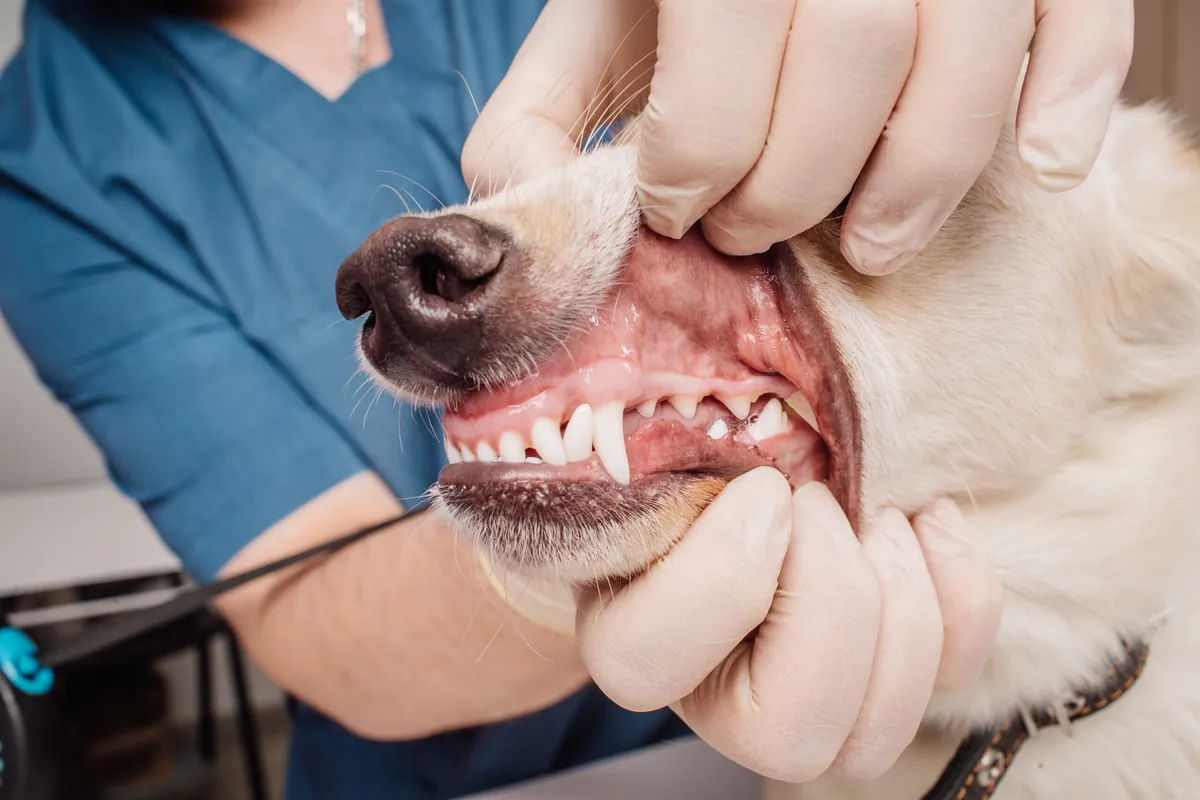 More than half of all dogs have gum disease, and most owners don't know it