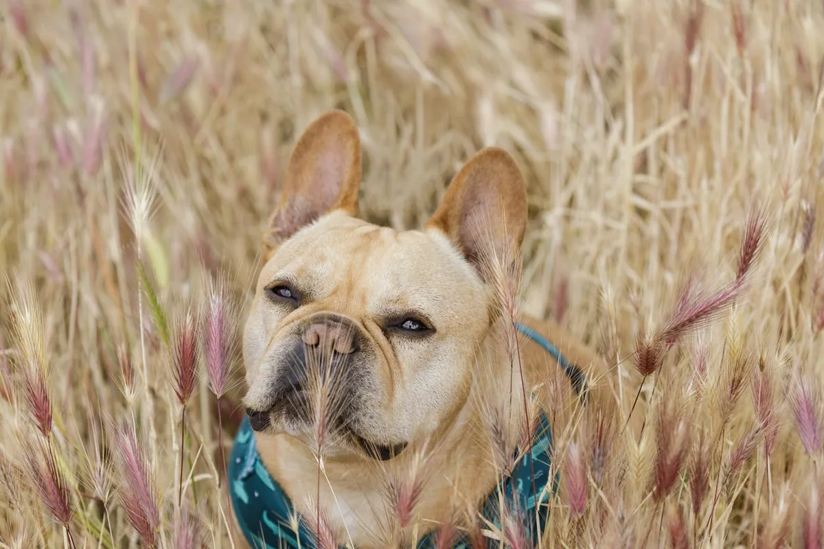What actually lowers your dog's risk of cancer