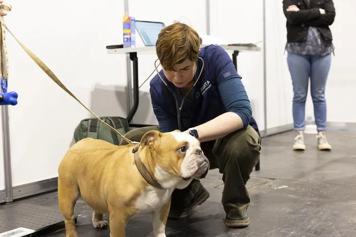 The breathing crisis hiding in plain sight: new genetics research gives hope to bulldog, pug, and French bulldog owners