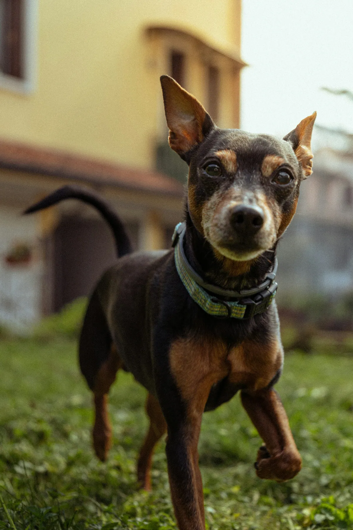 Your dog knows a threat when they hear one, but only from another dog