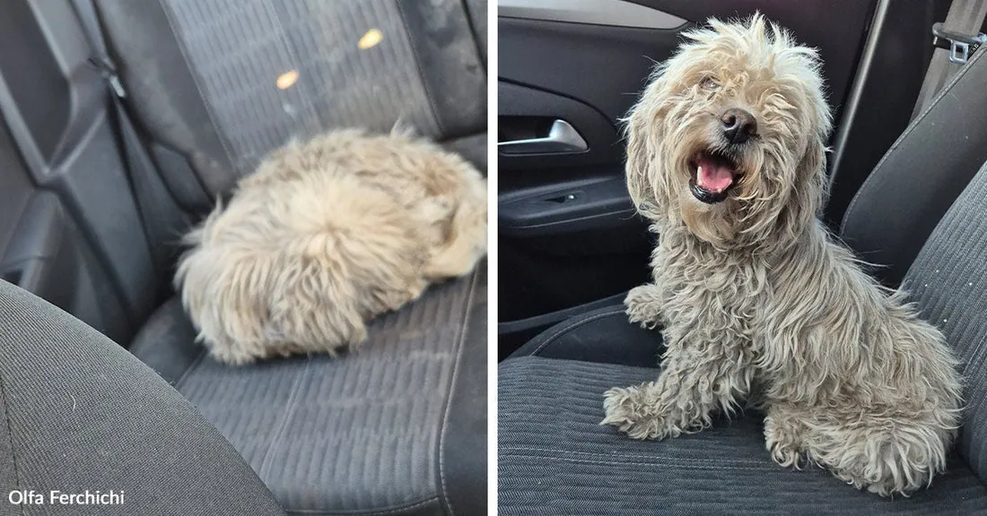 The dog nobody stopped for, until Olfa did