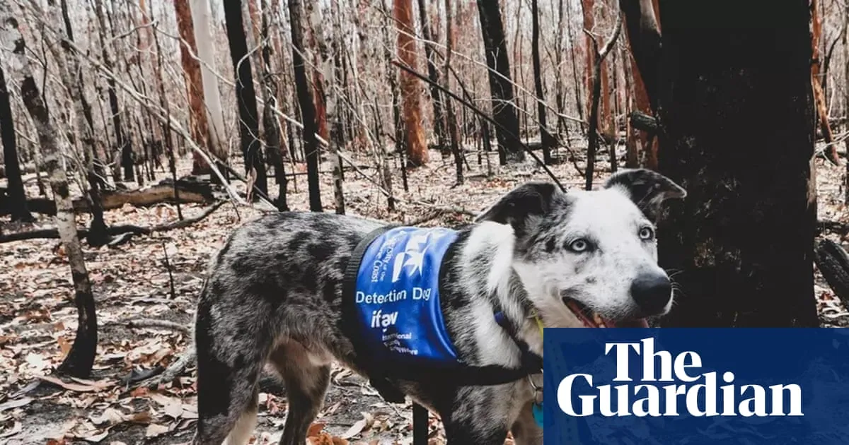 The rescue dog who wore red boots and saved a hundred koalas has retired