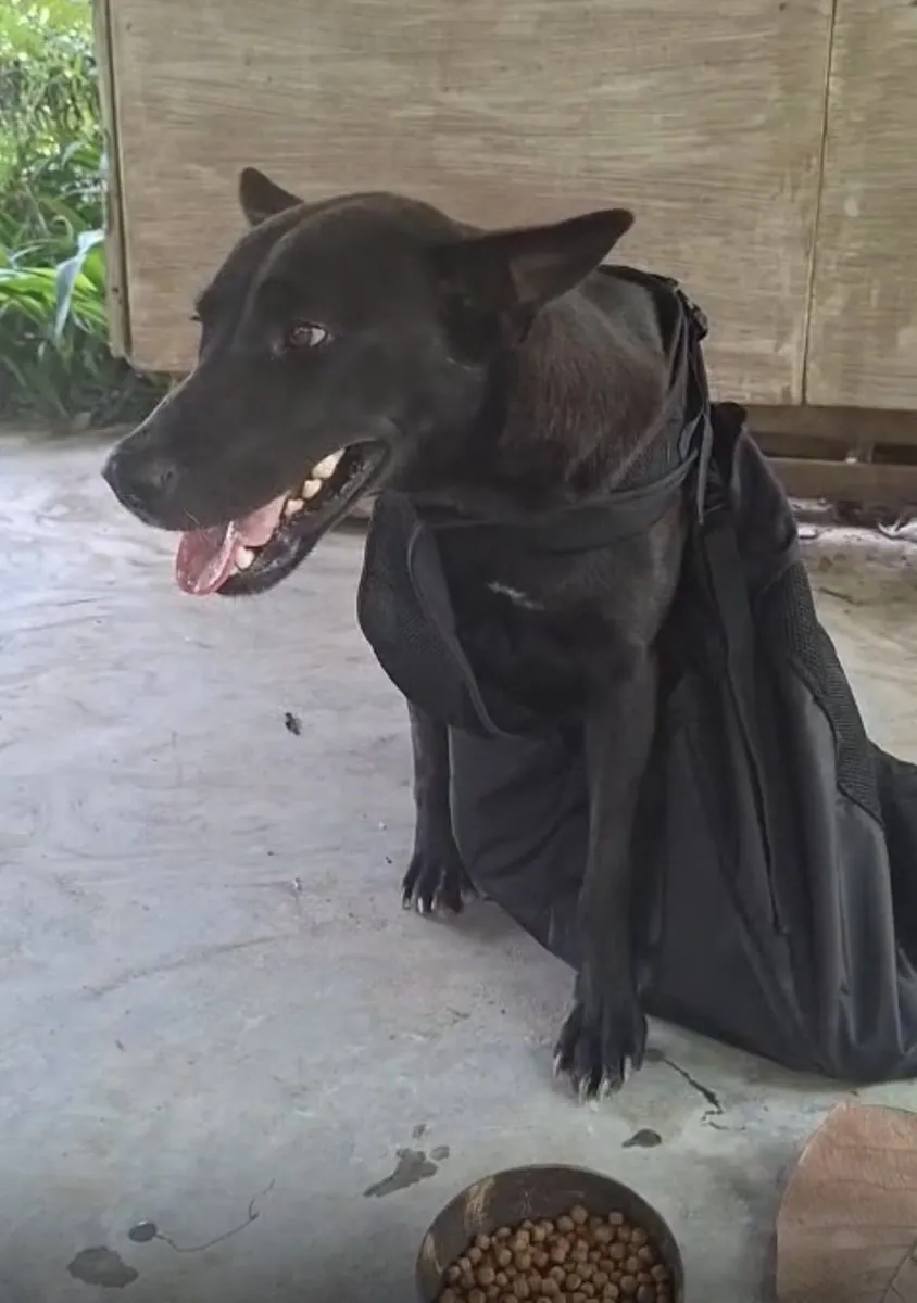 Shot, paralyzed, and secretly pregnant: the dog they named Friday