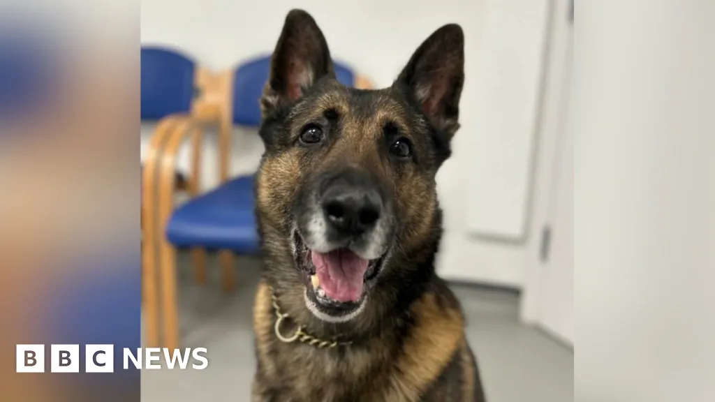 Quantum served Nottinghamshire Police for six years. His vet bills are his problem now.