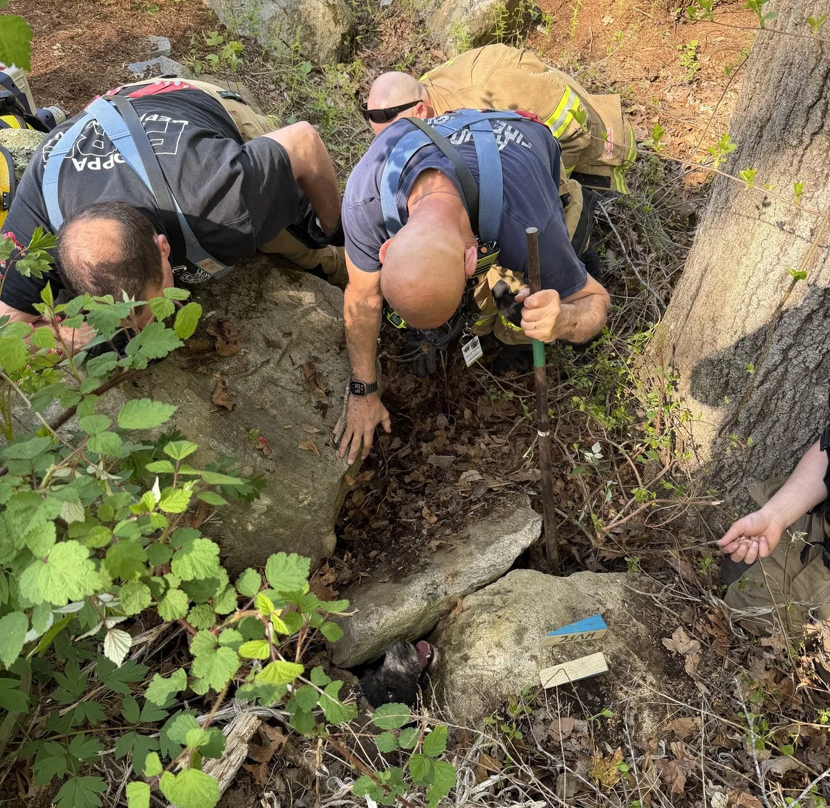 The dog who understood what 'Find' meant