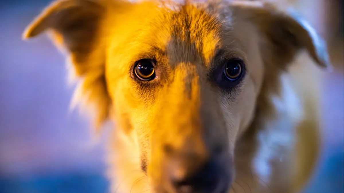 The street dog who growled at kindness, and then learned to trust it