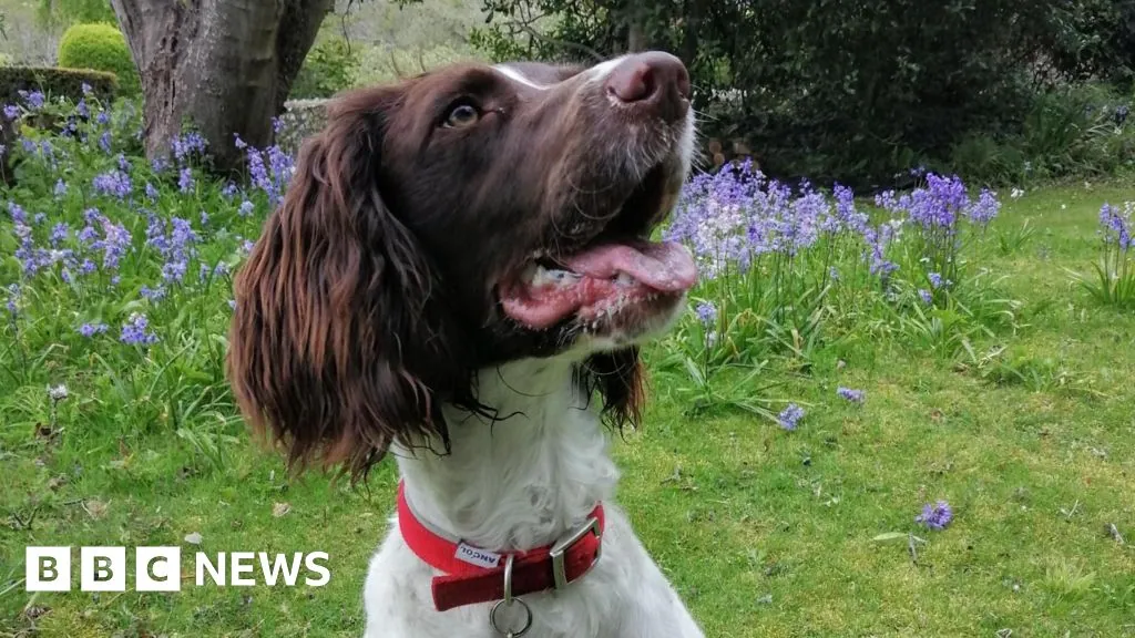 The retired explosives dog who came home to the family that needed her