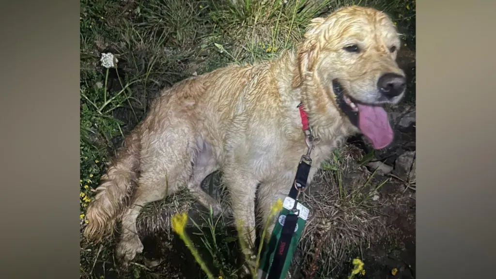 The five rescue teams it took to bring Chester home