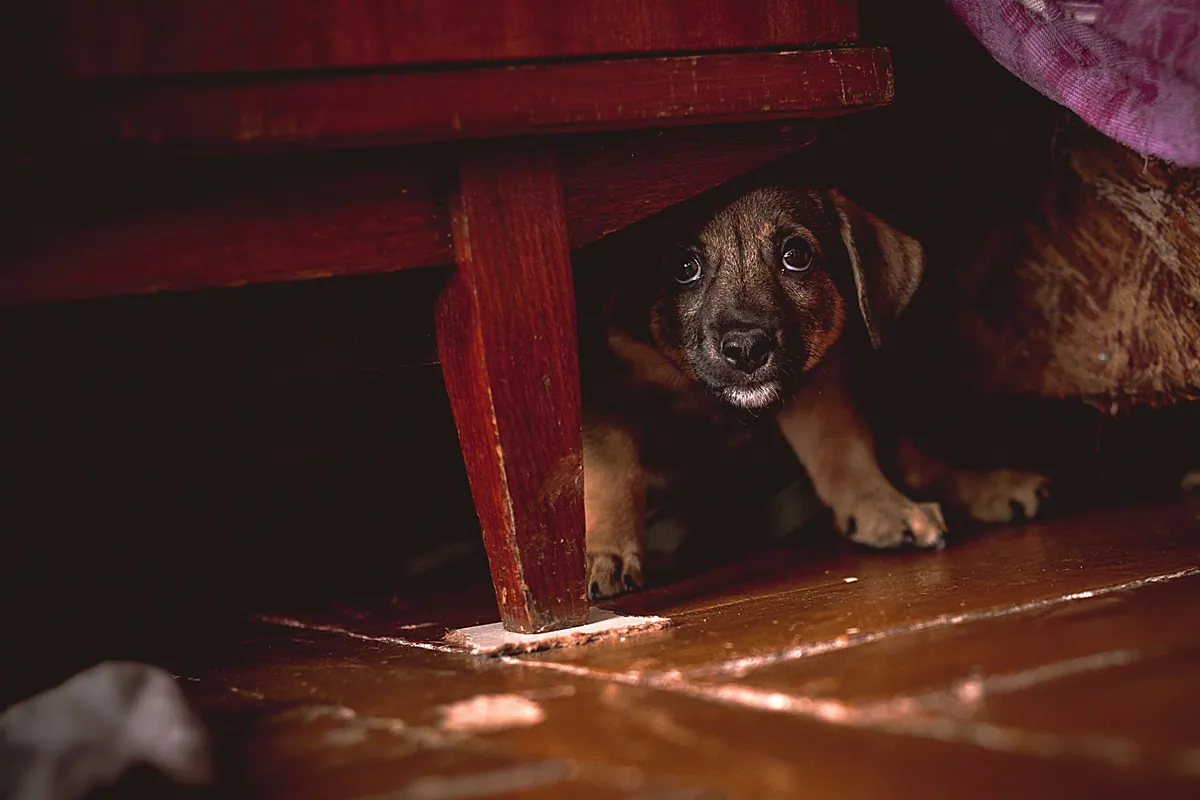 The first FDA-approved drug for both noise anxiety and separation distress in dogs