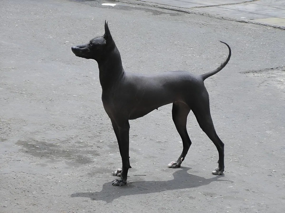 The dogs buried beside Peru's ancient elite, and what their bones reveal about us