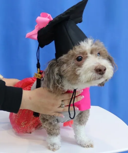 The dog who became medicine