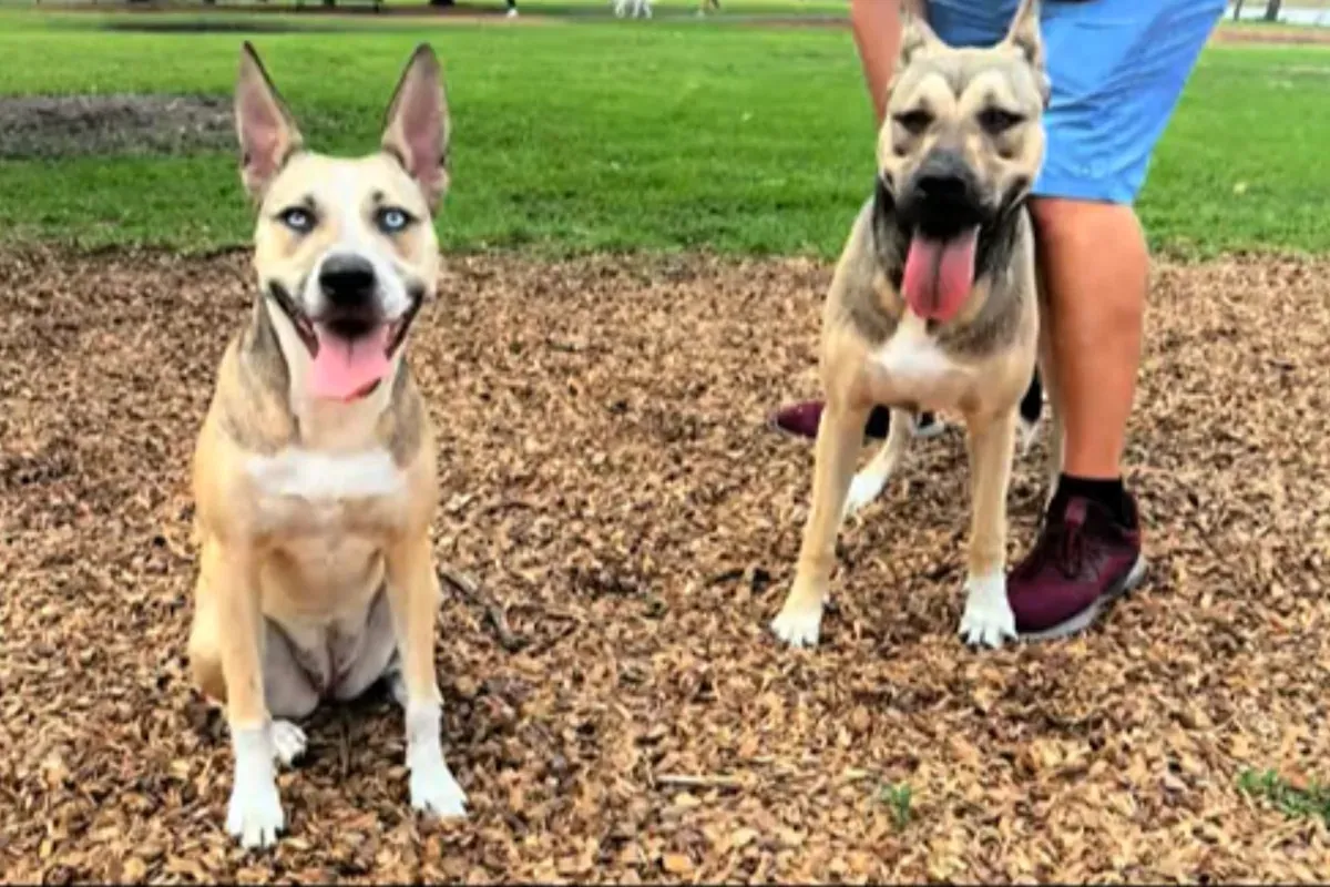 The rescue puppies who found each other again