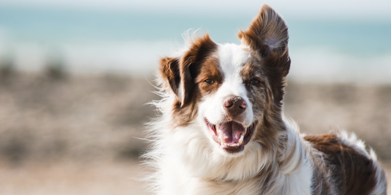 Your Dog Is the Personal Trainer You Actually Listen To