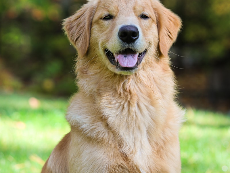 In hospital wards, the dog matters more than the handler