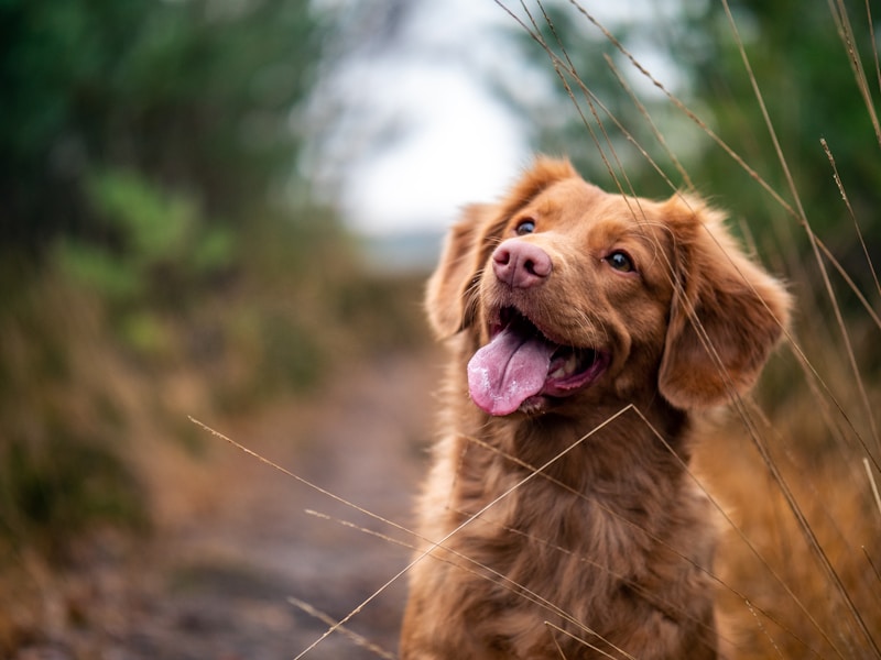 The Long Shadow of an Early Snip: What Rottweilers Are Teaching Us About Aging
