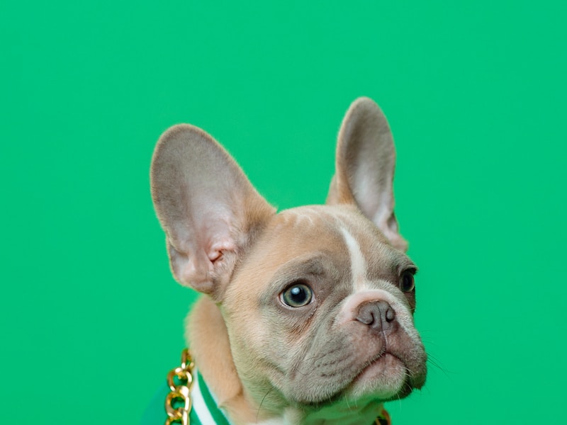Science has a name for why your dog loses its mind over a tennis ball